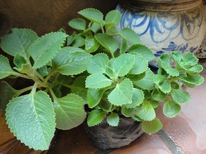7 loại cây gia vị ăn vừa tốt cho sức khỏe vừa đuổi muỗi phòng sốt xuất huyết trong những ngày mưa